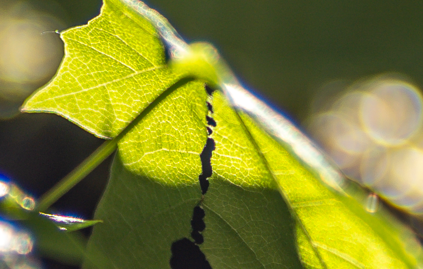 Name:  Crop Blatt extremes Gegenlicht.png
Hits: 488
Gre:  1,18 MB