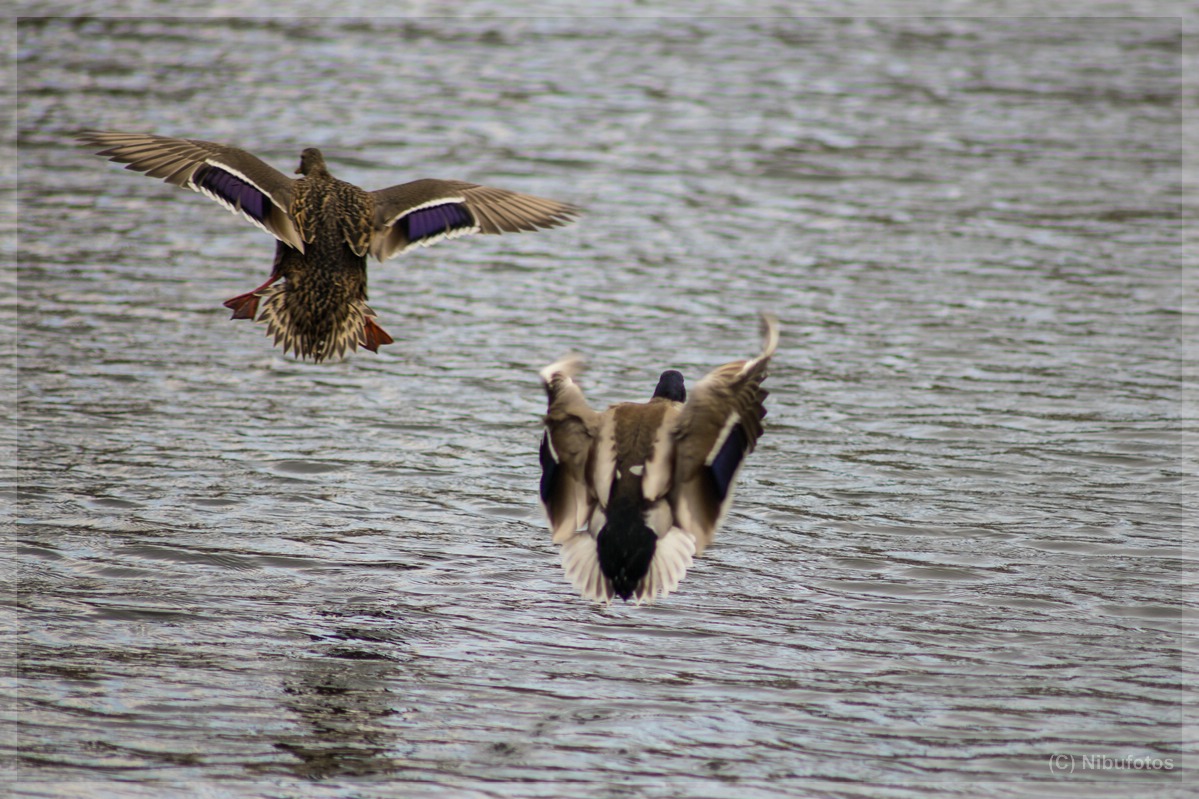 Name:  Niederwrzbacher Weiher 048.jpg
Hits: 3471
Gre:  283,9 KB