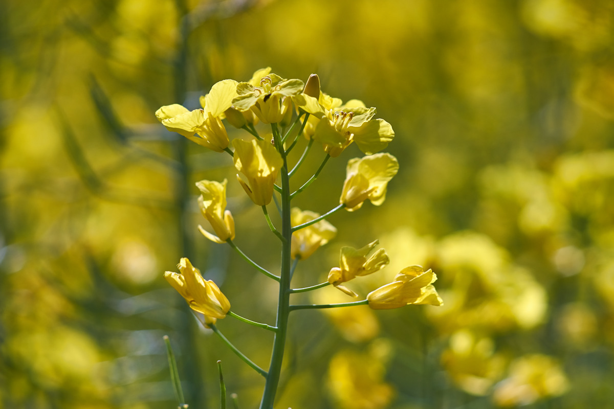 Name:  Kirchheim DSC00025 Zeiss Sonnar 180mm 05-2016.jpg
Hits: 3360
Gre:  198,2 KB