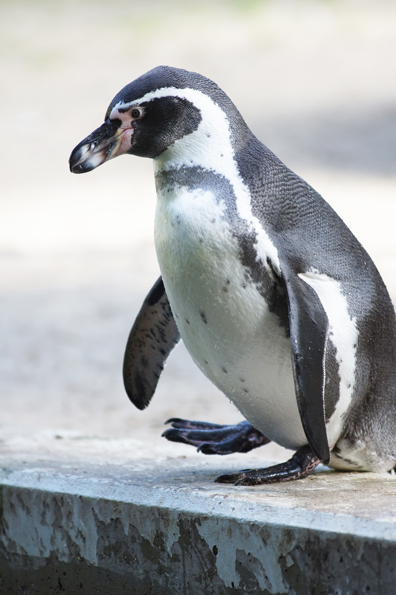 Name:  Pinguin1.jpg
Hits: 832
Gre:  283,9 KB