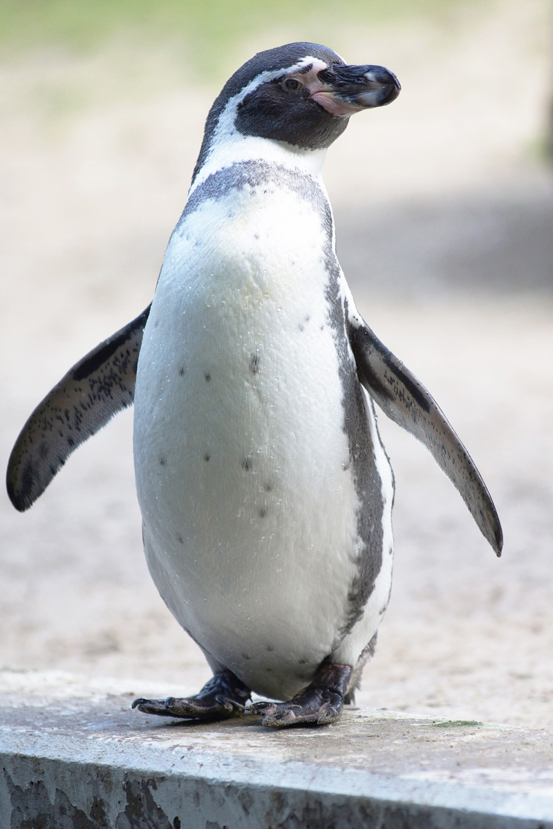 Name:  Pinguin-sturzflug.jpg
Hits: 849
Gre:  263,5 KB