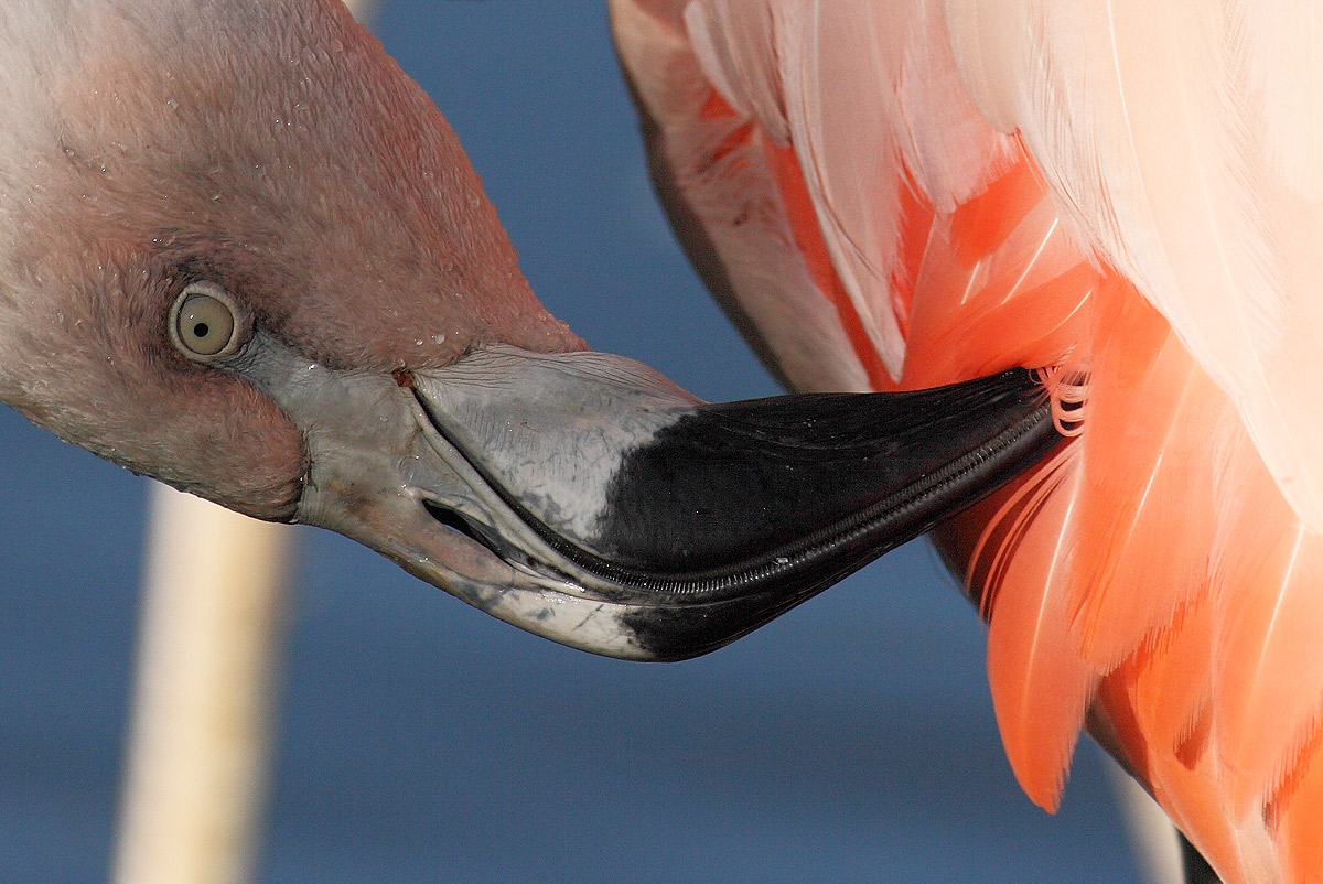 Name:  flamingo_crop.jpg
Hits: 2572
Gre:  280,8 KB