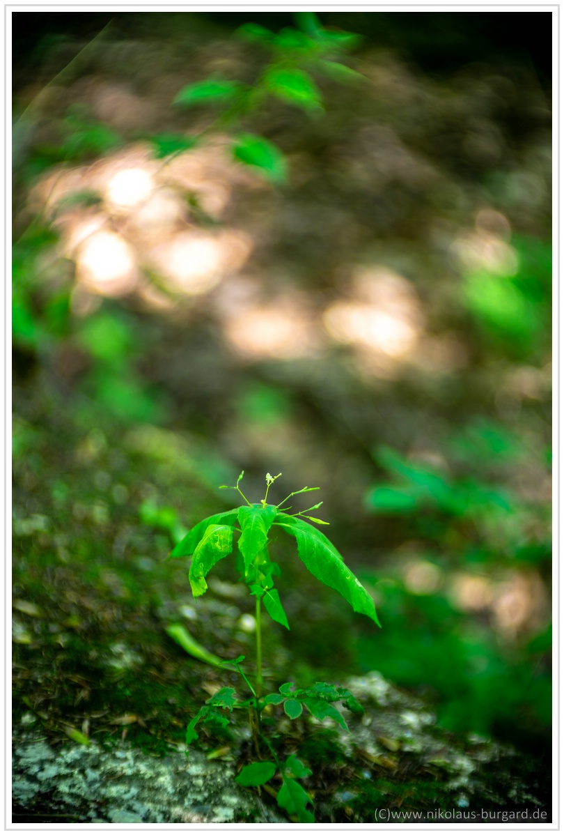 Name:  300kb_Meostigmat 70-1.4 + Porst-Fuji 50-1.2 011.jpg
Hits: 341
Gre:  271,2 KB