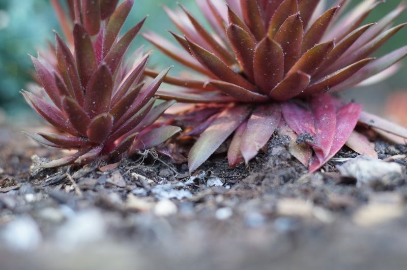 Name: DSC01774.JPG
Hits: 2801
Größe: 168,3 KB