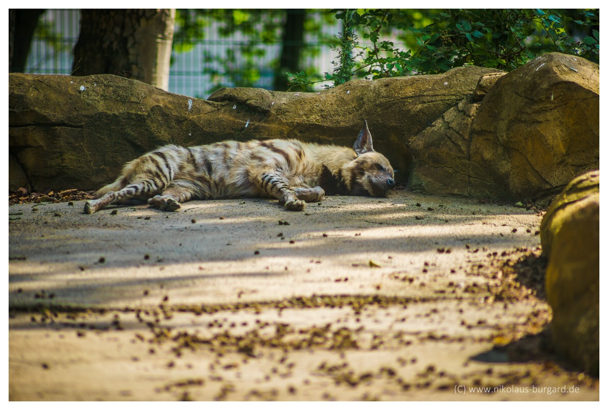 Name:  299kb_Zoo NK Canon FD 300f4, Tokina 60-120 f2.8 096.jpg
Hits: 2675
Gre:  283,6 KB