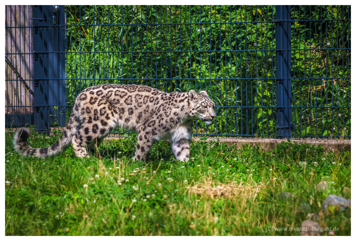 Name:  299kb_Zoo NK Canon FD 300f4, Tokina 60-120 f2.8 089.jpg
Hits: 2755
Gre:  292,0 KB