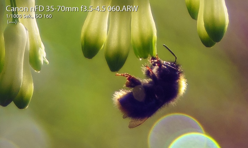 Name:  Crop Hummel an Blte f3.5.jpg
Hits: 2425
Gre:  146,3 KB