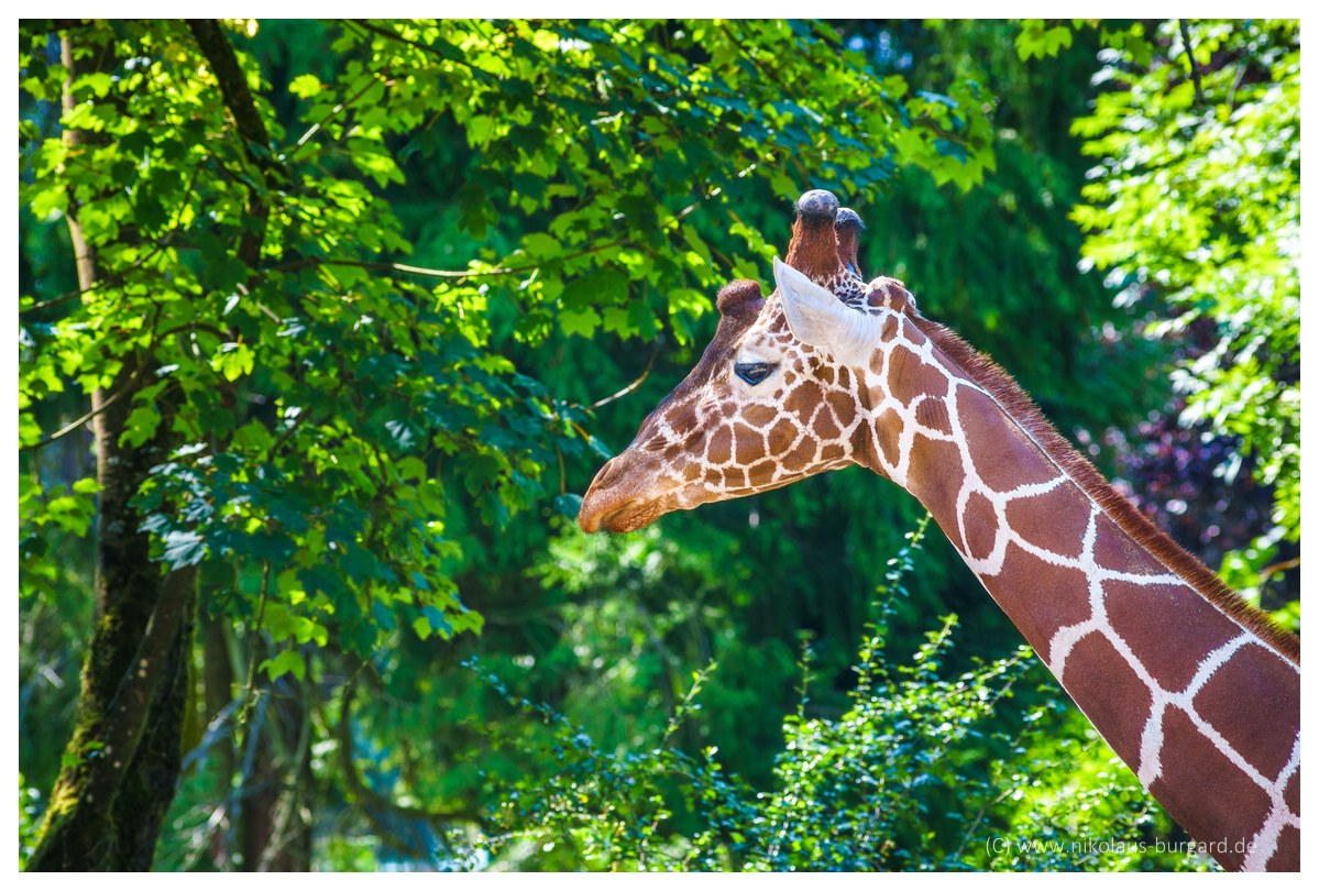 Name:  299kb_Zoo NK Canon FD 300f4, Tokina 60-120 f2.8 078.jpg
Hits: 2721
Gre:  287,6 KB