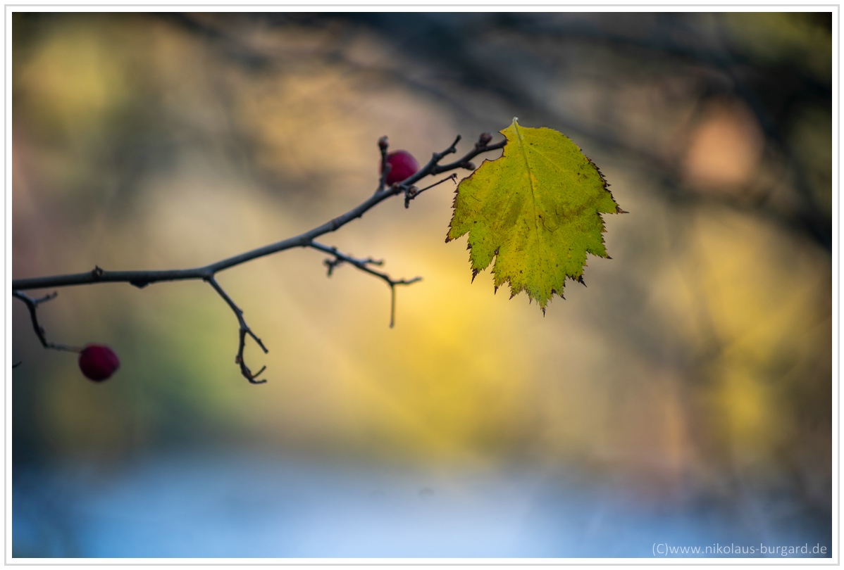 Name:  300kb_Herbstspaziergang Carl Zeiss 80-200mm f4 005.jpg
Hits: 1838
Gre:  286,3 KB