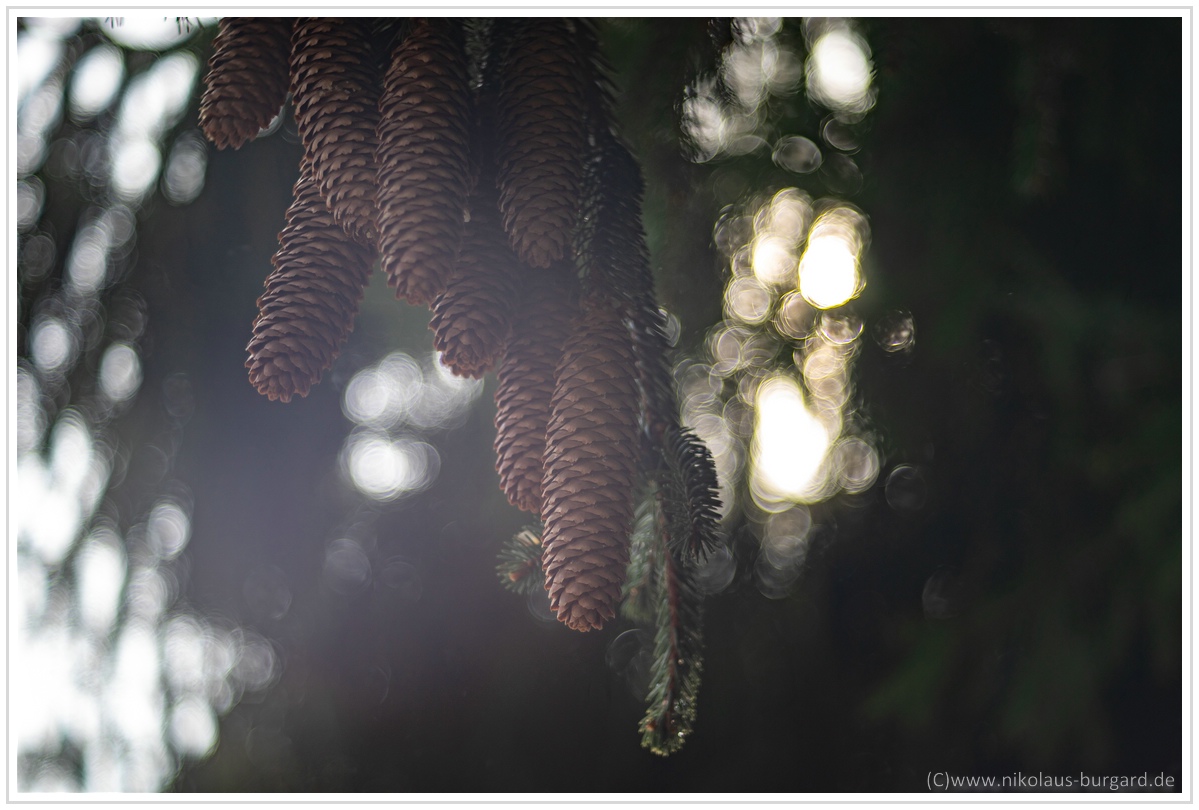 Name:  300kb_Leitz Elmaron 85mm f2.8 + Helios 103 Hchsten 082-2.jpg
Hits: 812
Gre:  279,2 KB