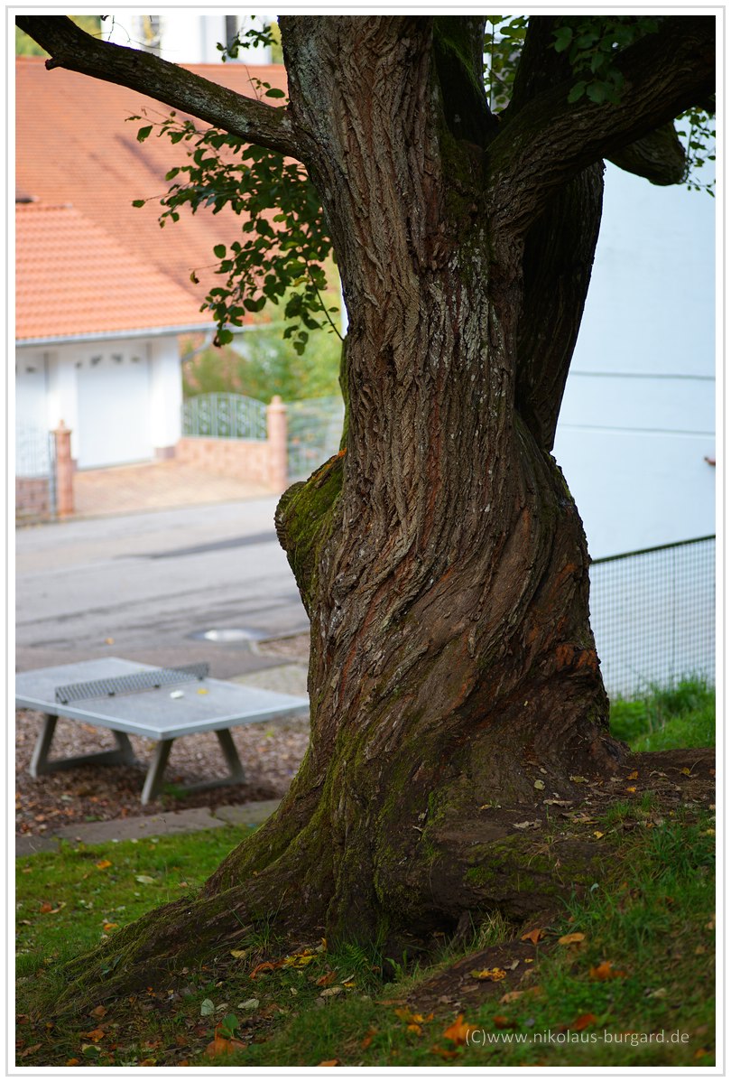 Name:  298kb_Carl Zeiss 90mm f2.8 Contax G 033.jpg
Hits: 1393
Gre:  294,4 KB