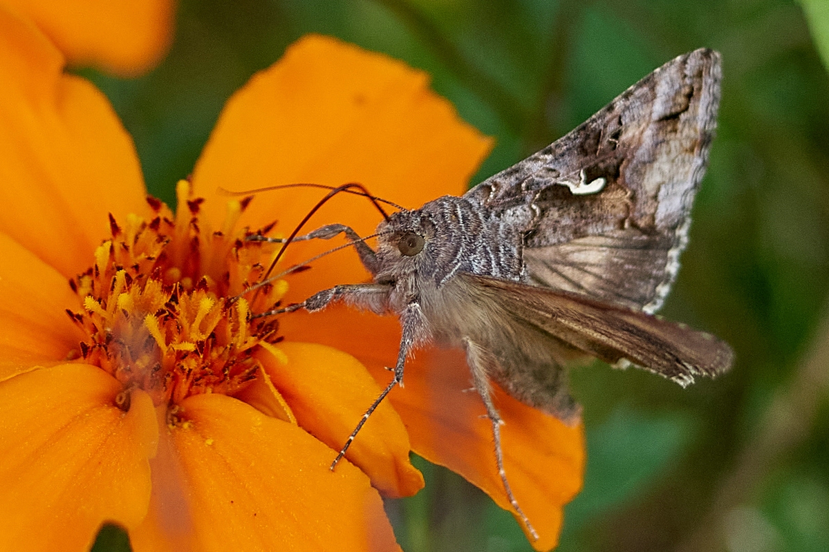 Name:  DSC08555 Konica Hexanon 3.5 35-70 Falter Schmetterling Minitagetes kl.jpg
Hits: 116
Gre:  654,8 KB