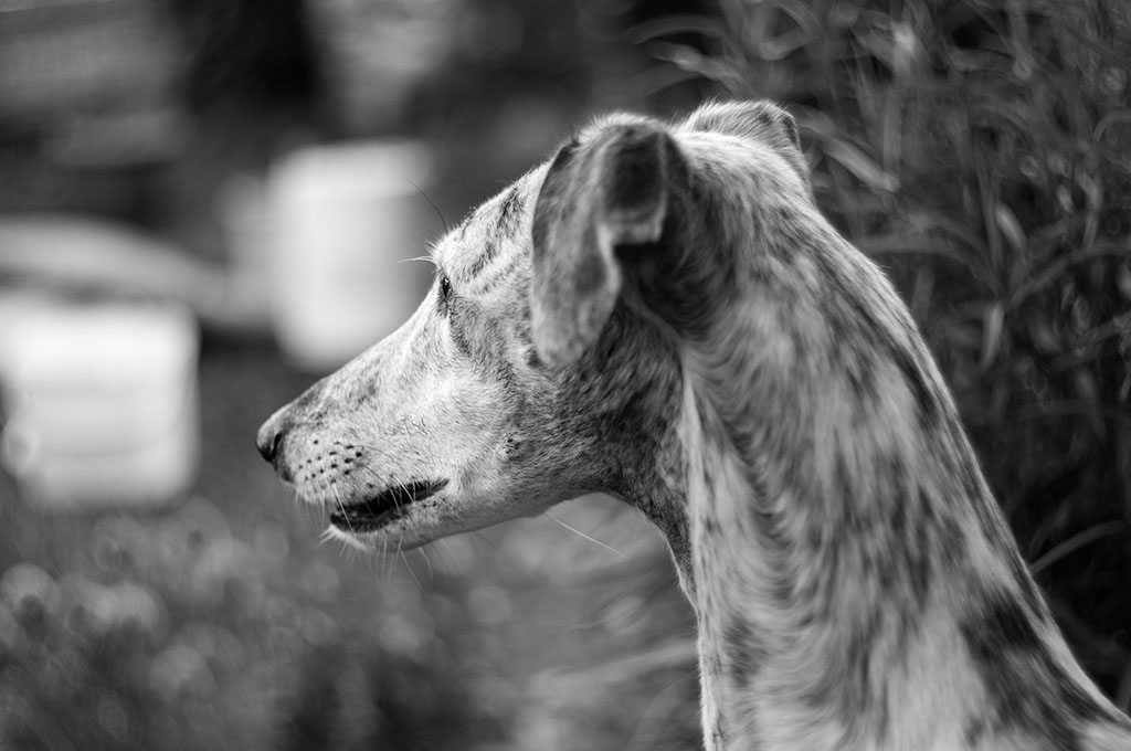 Name:  galga_lara.jpg
Hits: 3738
Größe:  117,9 KB