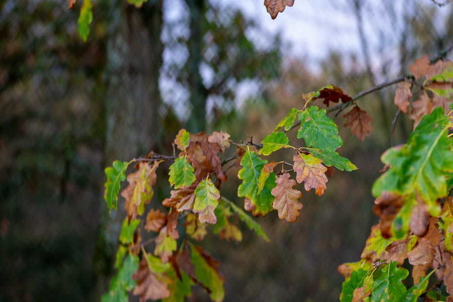 Name:  Petzval-14.jpg
Hits: 639
Gre:  119,5 KB