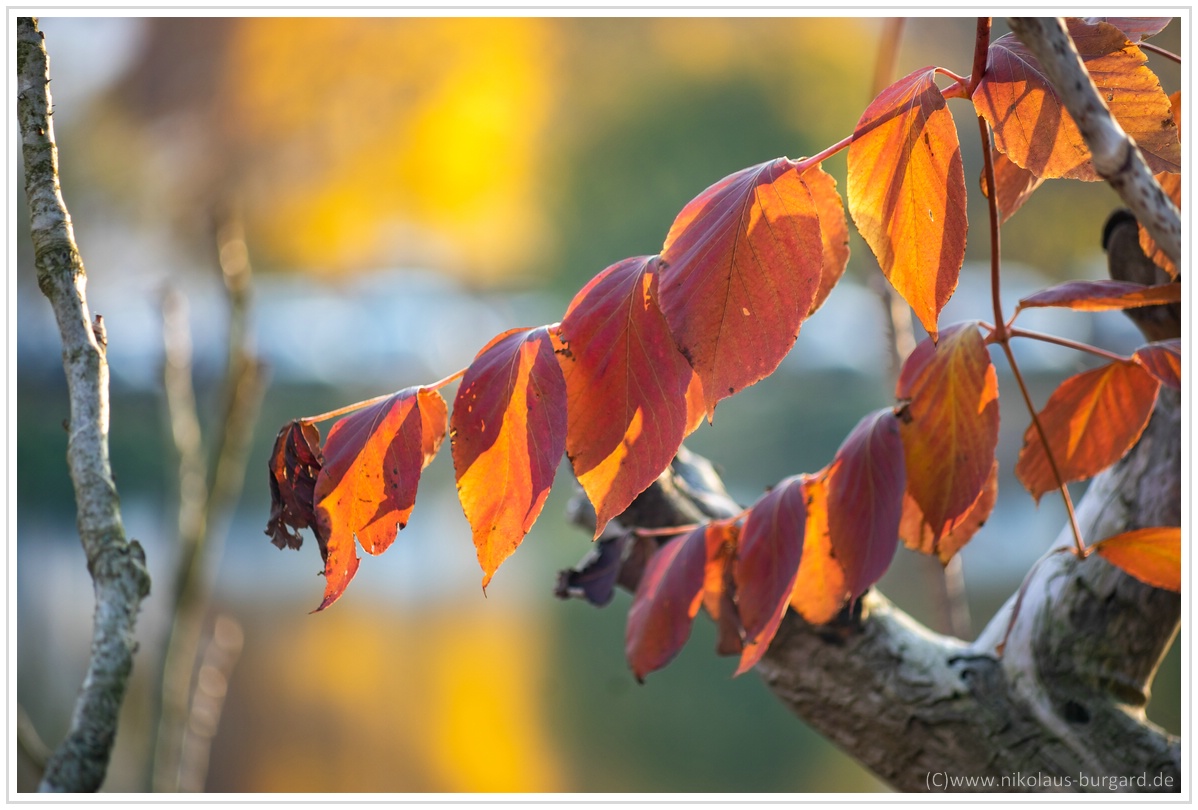 Name:  300kb_Herbstspaziergang Carl Zeiss 80-200mm f4 030.jpg
Hits: 1829
Gre:  286,1 KB