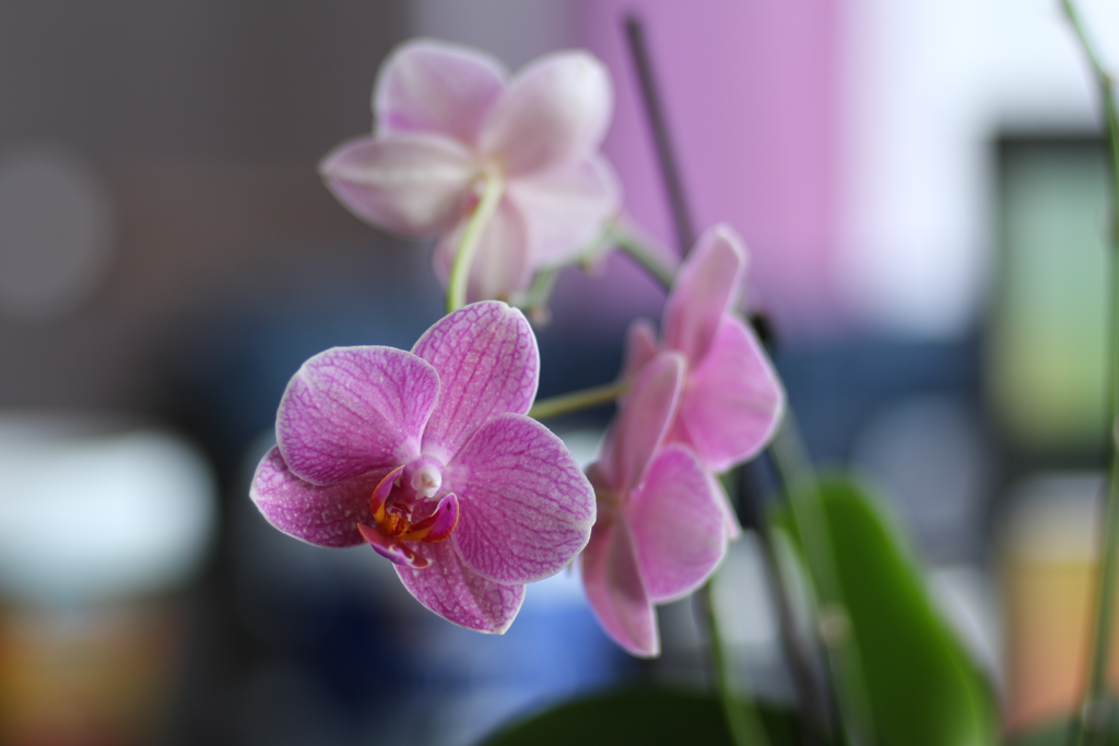 Name:  Leica-Super-Colorplan-P2-2.5-90-MC-f2.5-Orchidee2.png
Hits: 2685
Gre:  774,1 KB