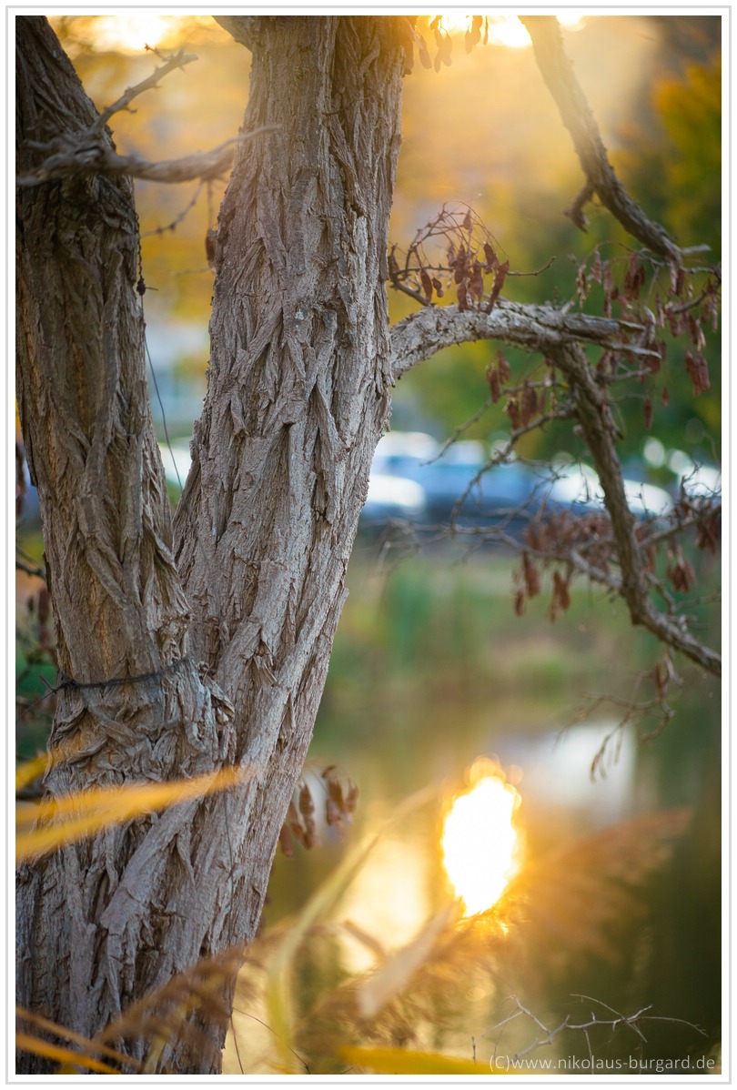 Name:  300kb_Herbstspaziergang Carl Zeiss 80-200mm f4 044-2.jpg
Hits: 1848
Gre:  291,3 KB