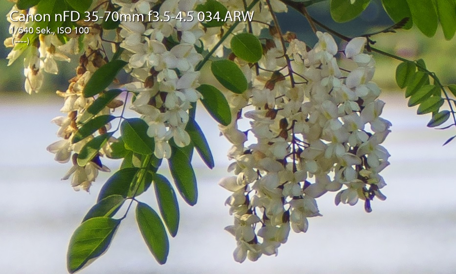 Name:  Crop Blumen Seeufer 35mm-3.5.jpg
Hits: 2449
Gre:  173,8 KB
