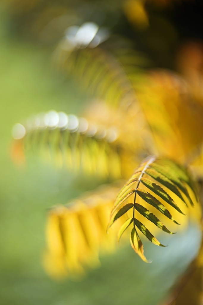 Name:  _DSC6283 Meostigmat 1,4-70.jpg
Hits: 539
Größe:  190,6 KB