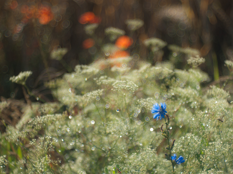 Name: tautropfen..JPG
Hits: 6428
Größe: 328,5 KB