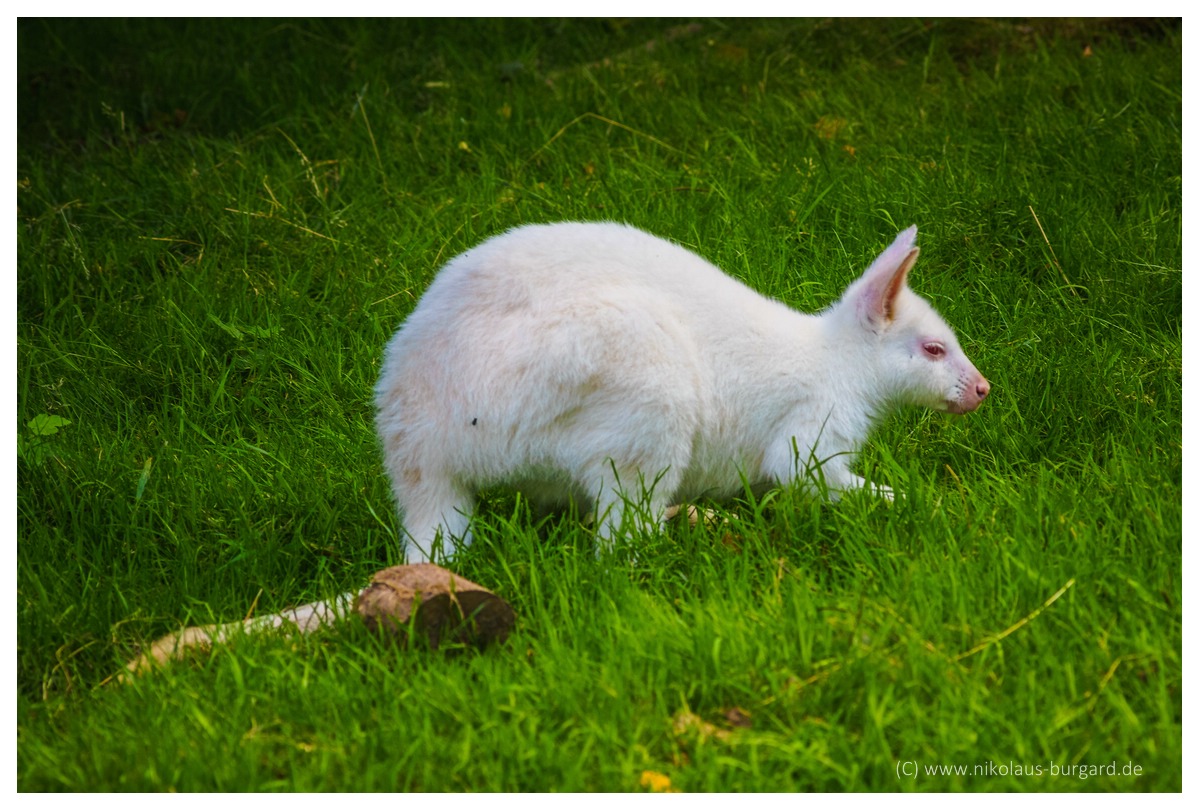 Name:  299kb_Zoo NK Canon FD 300f4, Tokina 60-120 f2.8 063.jpg
Hits: 2740
Gre:  287,3 KB