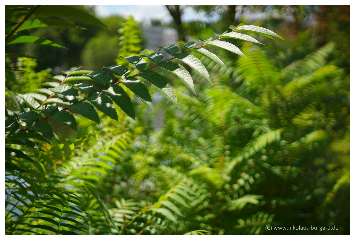 Name:  299kb_Am Staden Fujinar+Fujinon 135mm, Fuji 55mm 2.2 044.jpg
Hits: 2030
Gre:  282,6 KB