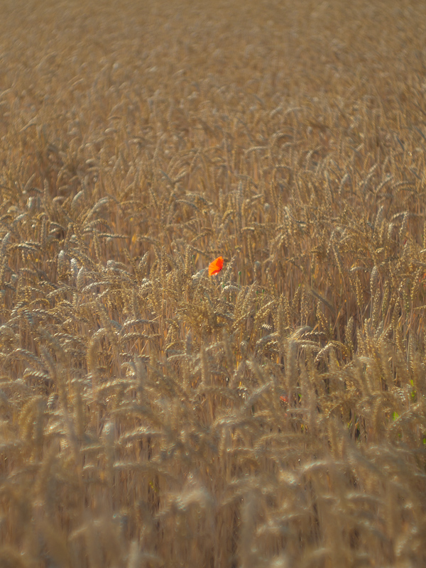 Name: mohn_f1-5..JPG
Hits: 6714
Größe: 346,2 KB