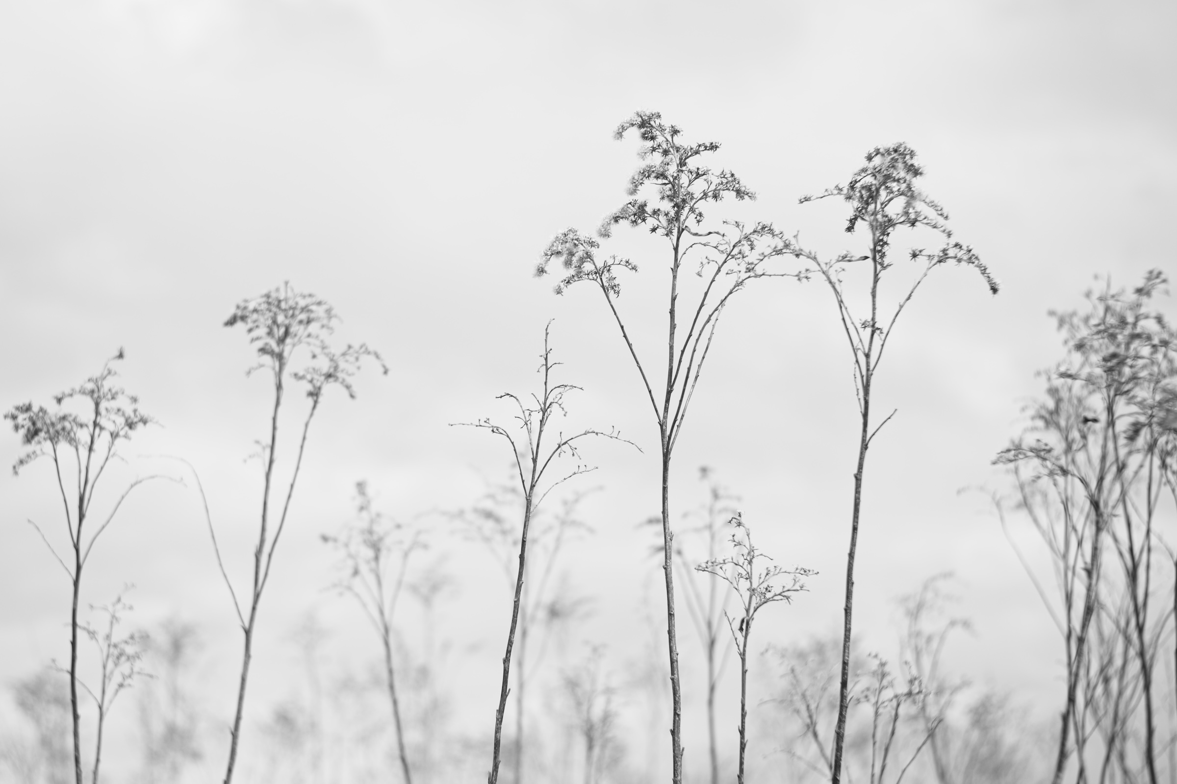 Name: A7C02731_10MP.jpg
Hits: 495
Größe: 423,9 KB