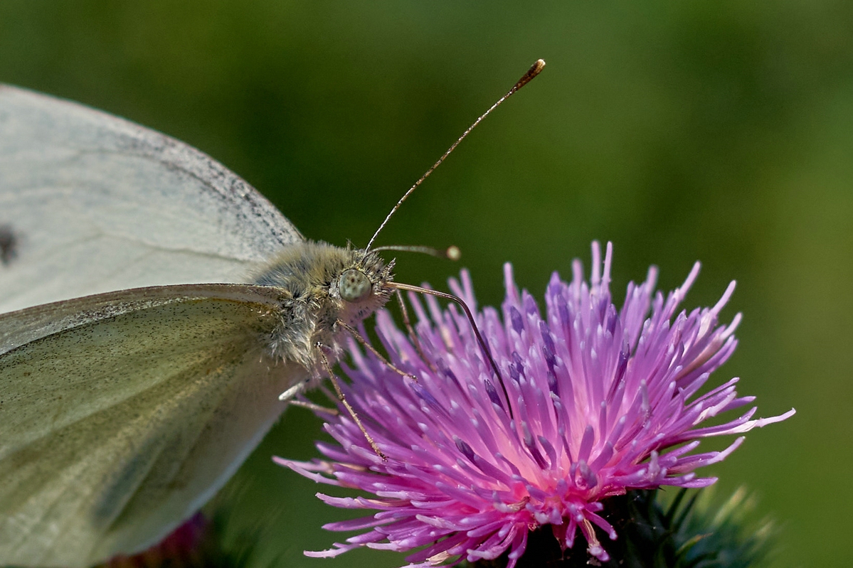 Name:  DSC08461 Konica Hexanon 3.5 35-70 Schmetterling an Distelkl.jpg
Hits: 114
Gre:  533,5 KB