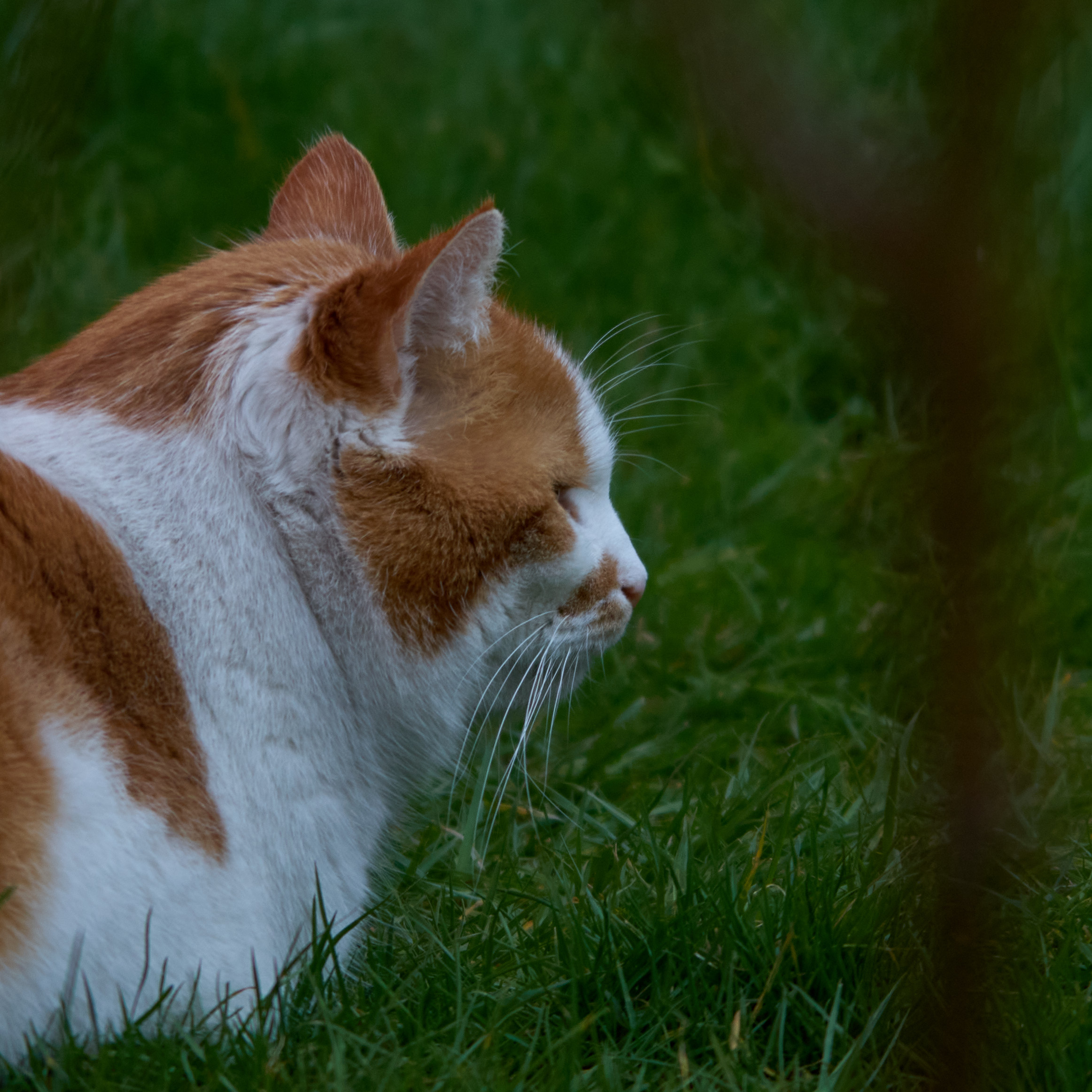 Name:  DSC00100 Olympus 5 100-200 mit Telemore 95II 7kmc  Katze Kater Mues .co .jpg
Hits: 185
Gre:  993,9 KB