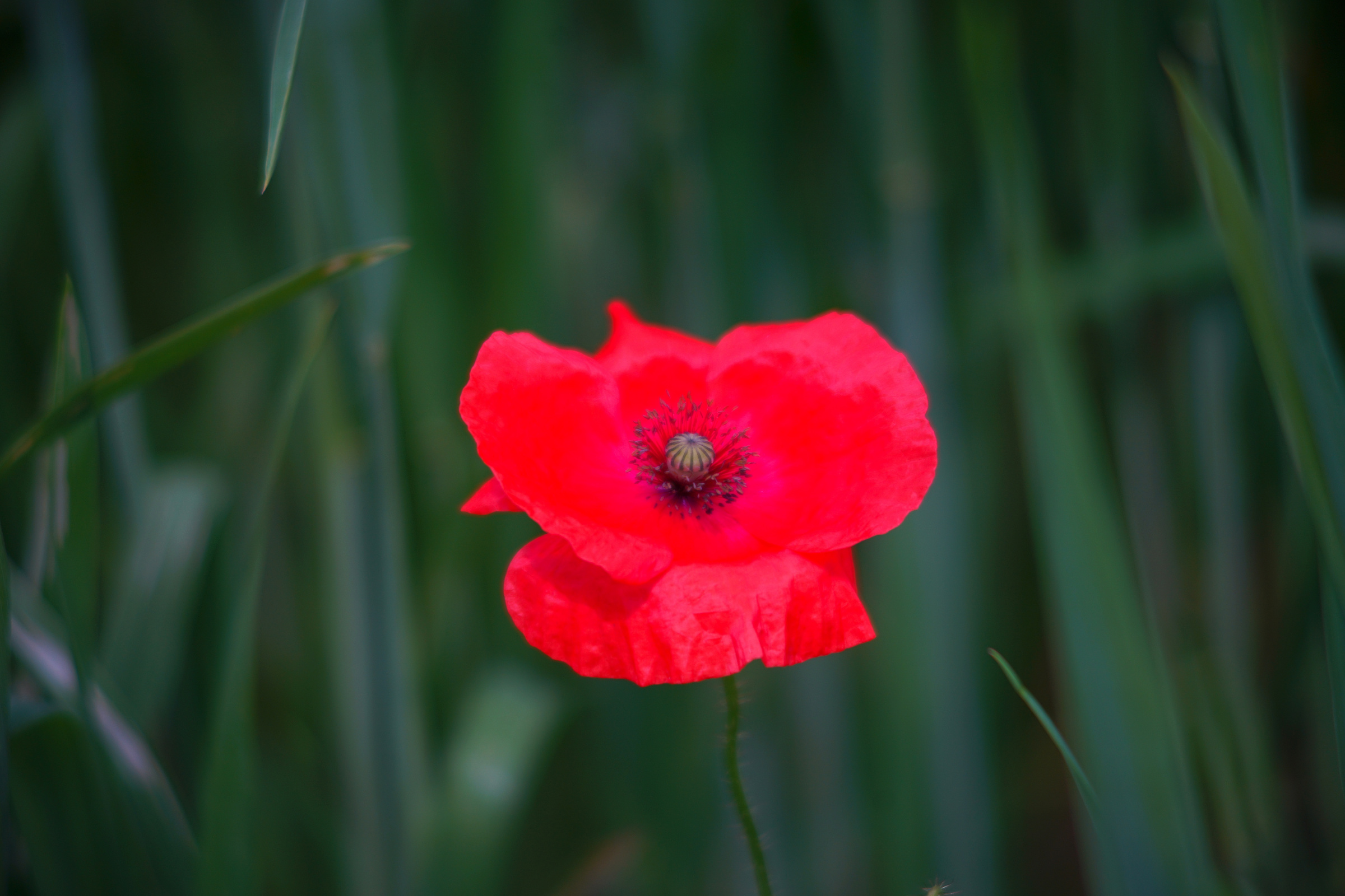 Name:  Carl Zeiss Jena Vario-Prakticar 80-200mm f4 - Mohn im Dinkelfeld 3.jpg
Hits: 279
Gre:  757,7 KB