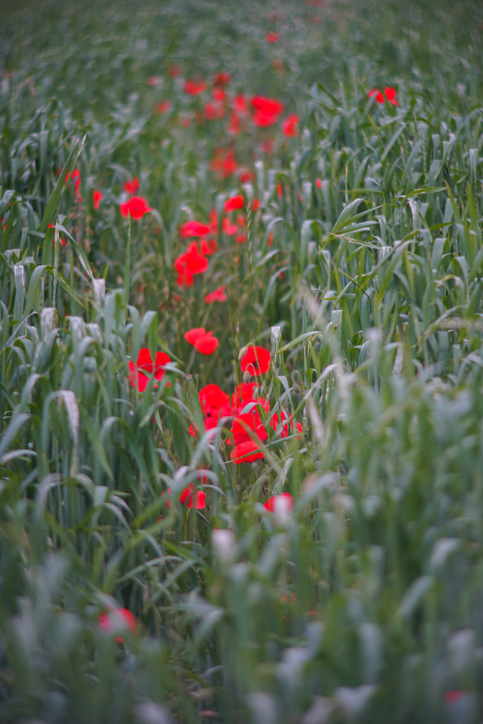 Name:  Carl Zeiss Jena Vario-Prakticar 80-200mm f4 - Mohn im Dinkelfeld 4.jpg
Hits: 273
Gre:  1,17 MB