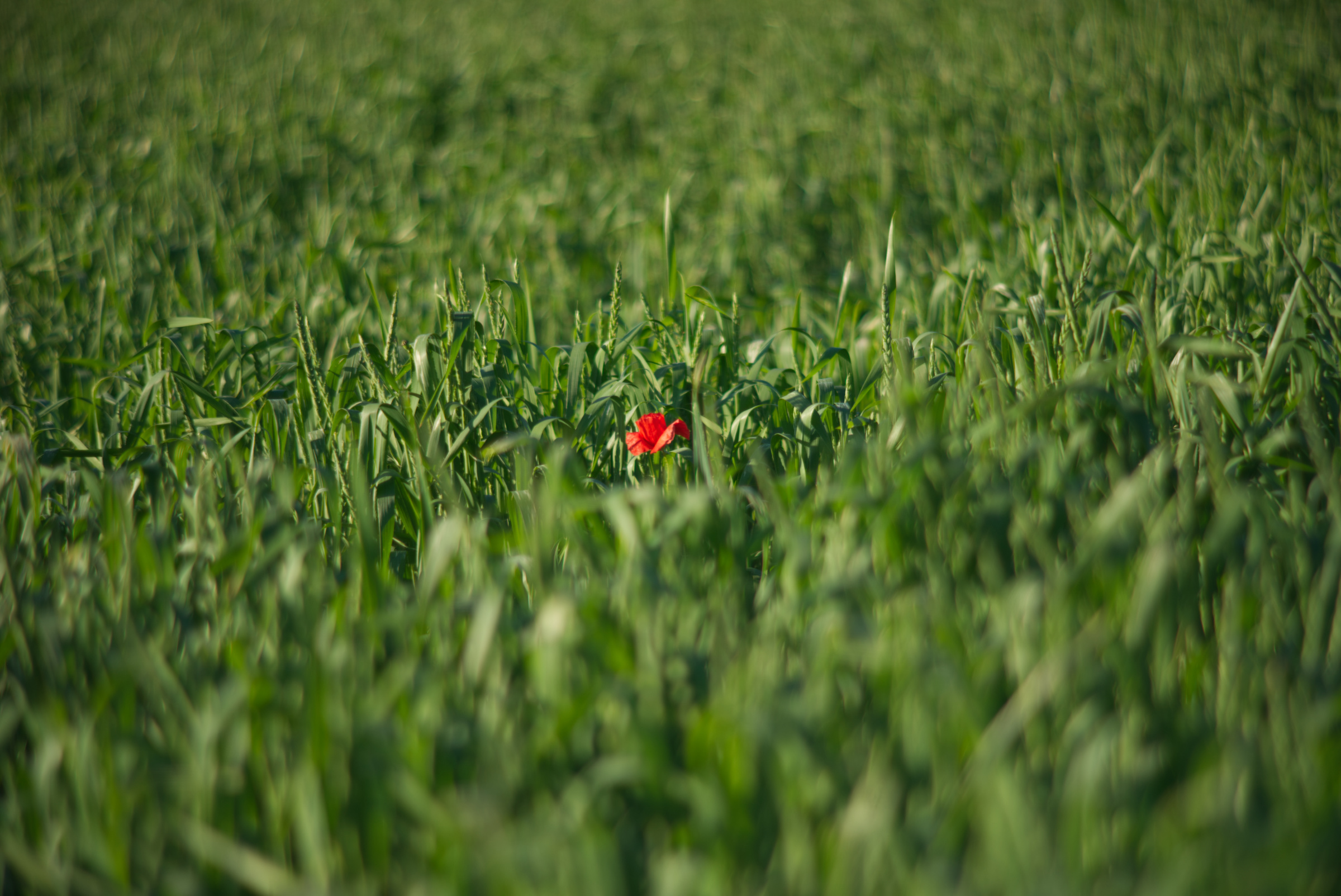 Name:  Carl Zeiss Jena Vario-Prakticar 80-200mm f4 - Mohn im Dinkelfeld 7.jpg
Hits: 247
Gre:  1,02 MB