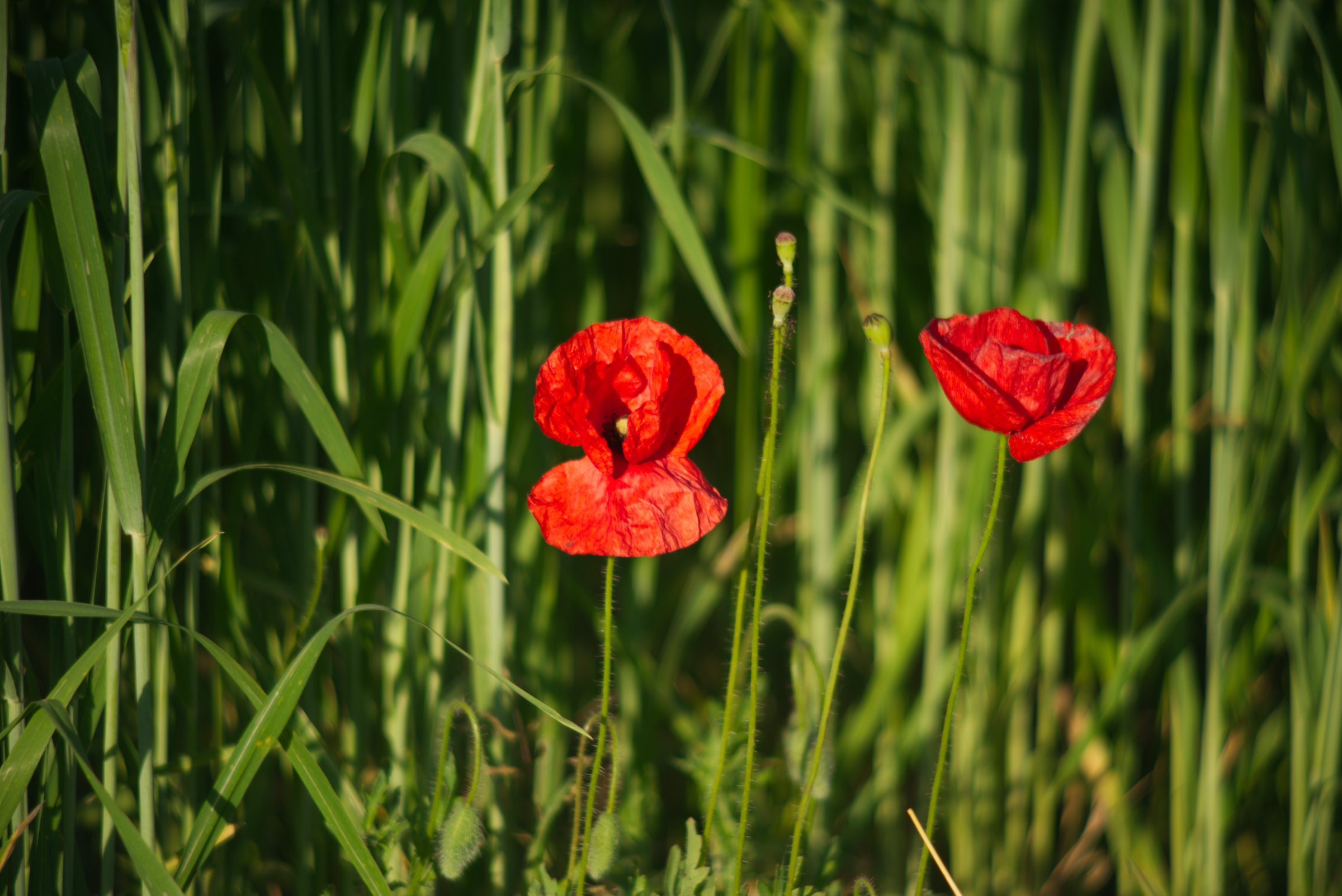 Name:  Carl Zeiss Jena Vario-Prakticar 80-200mm f4 - Mohn im Dinkelfeld 8.jpg
Hits: 245
Gre:  960,9 KB