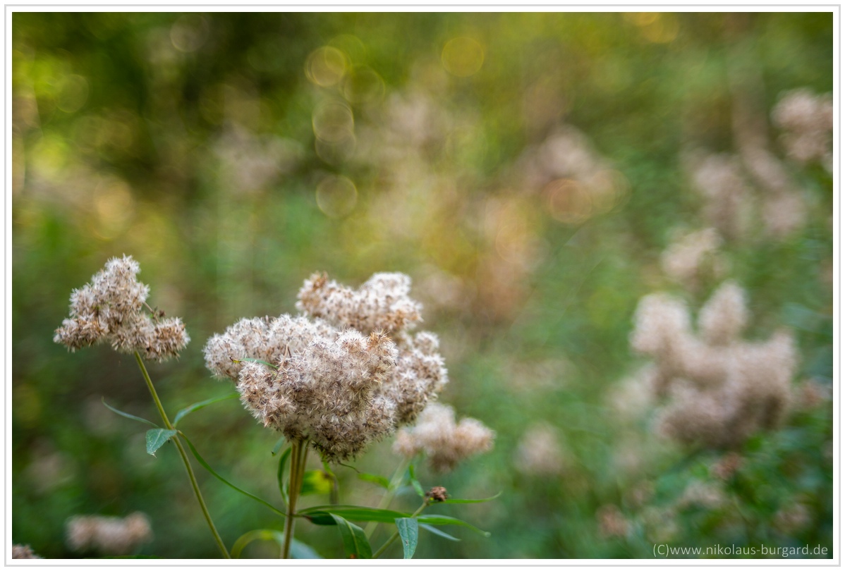 Name:  300kb_Walderlebnispfad - Fujinon 55mm f2.2, Porst 35-70 + 75-200 083.jpg
Hits: 395
Gre:  280,4 KB