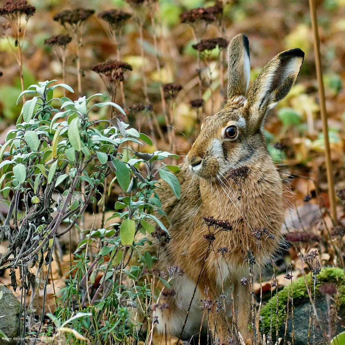 Name:  DSC02060 Meyer Grlitz Primotar 3.5 180 Hase Vorgarten klein.jpg
Hits: 244
Gre:  980,9 KB