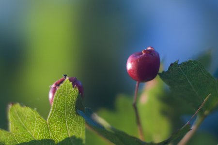 Name:  Bokeh-optimal-..jpg
Hits: 1095
Größe:  15,4 KB
