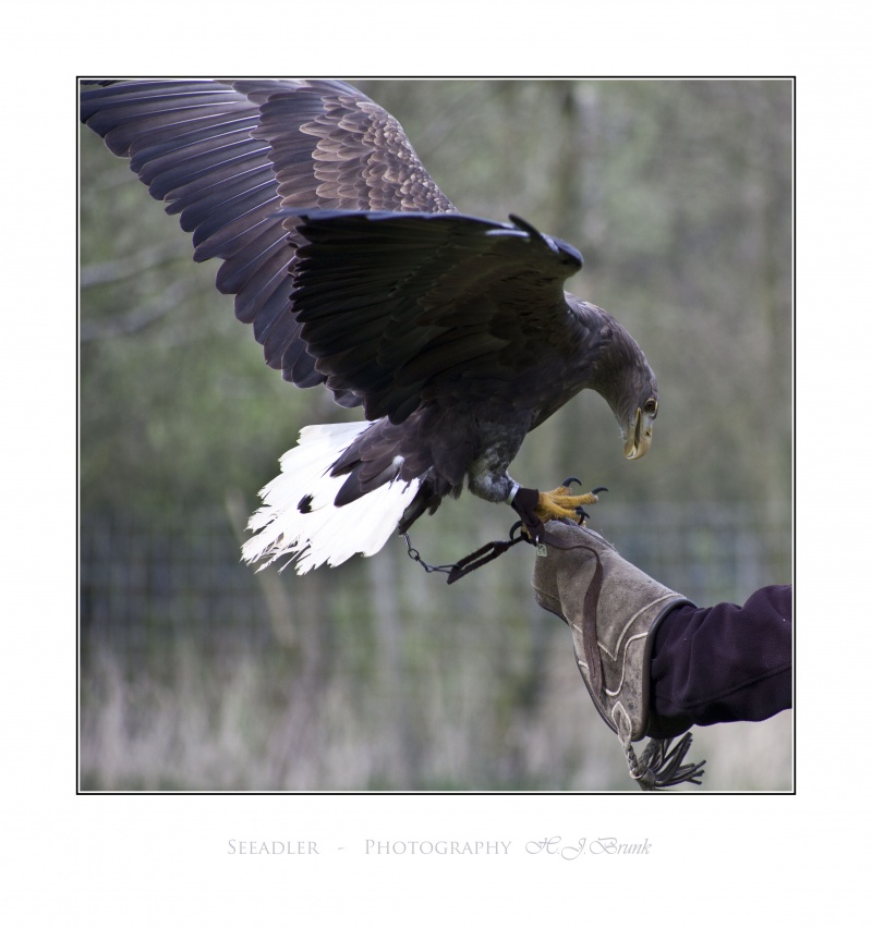 Name:  IMG_2850R Seeadler.jpg
Hits: 559
Gre:  139,4 KB