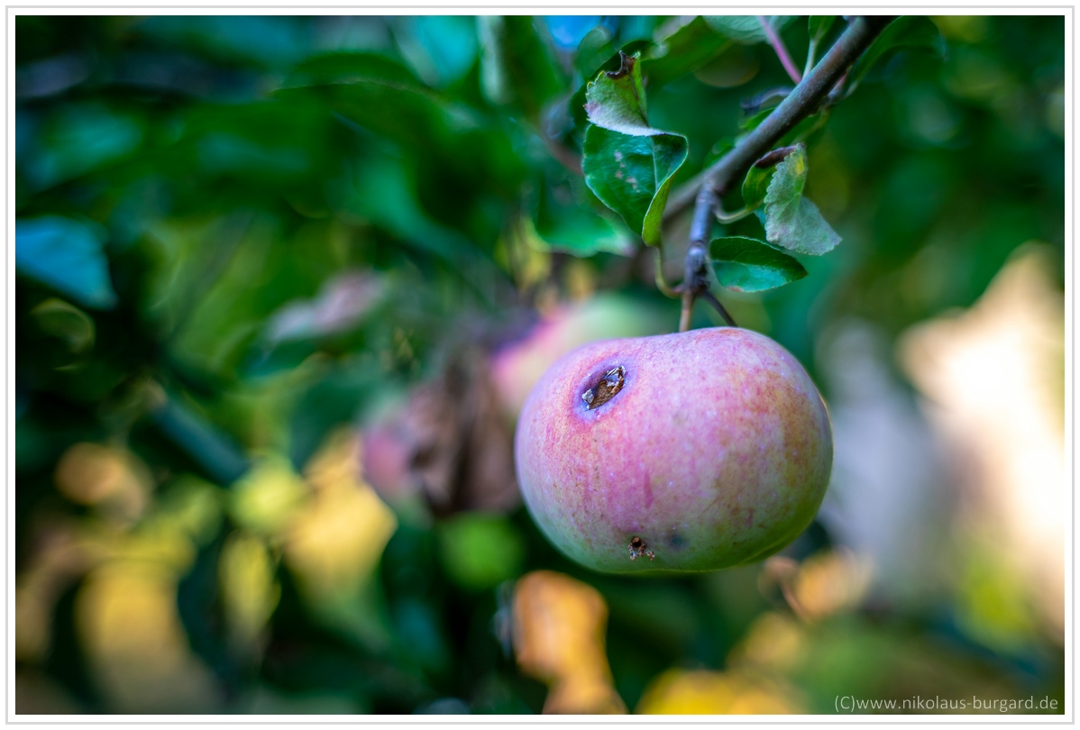 Name:  300kb_7Artisans 35mm f2 + Helios 103 018.jpg
Hits: 649
Gre:  296,1 KB