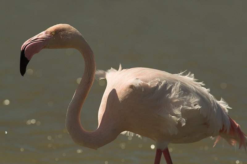 Name:  Flamingo%20Camarg&#.jpg
Hits: 973
Gre:  37,6 KB