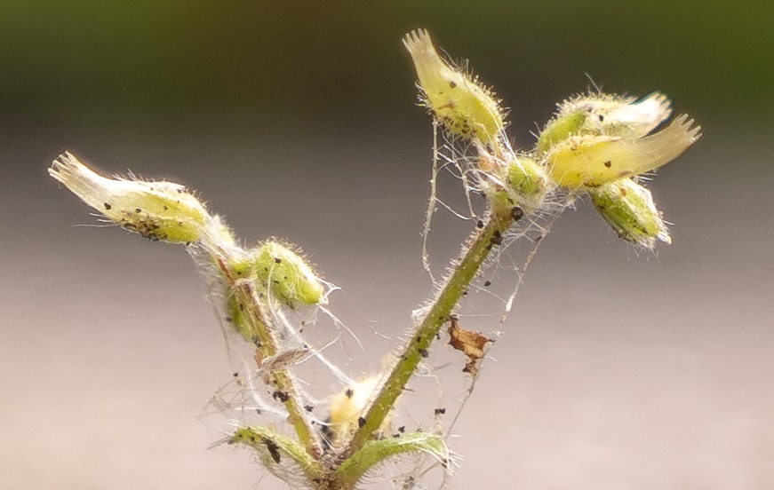 Name:  Crop Blten mit Spinnweben Schulhof.jpg
Hits: 437
Gre:  116,1 KB