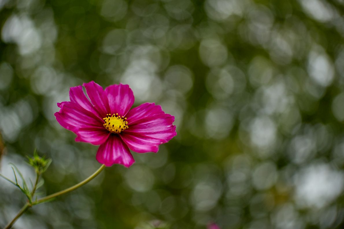 Name:  DSC04223Isco Ultra Star Gold 2.0 50 Cosmea Garten  kl c.o.jpg
Hits: 365
Gre:  78,5 KB