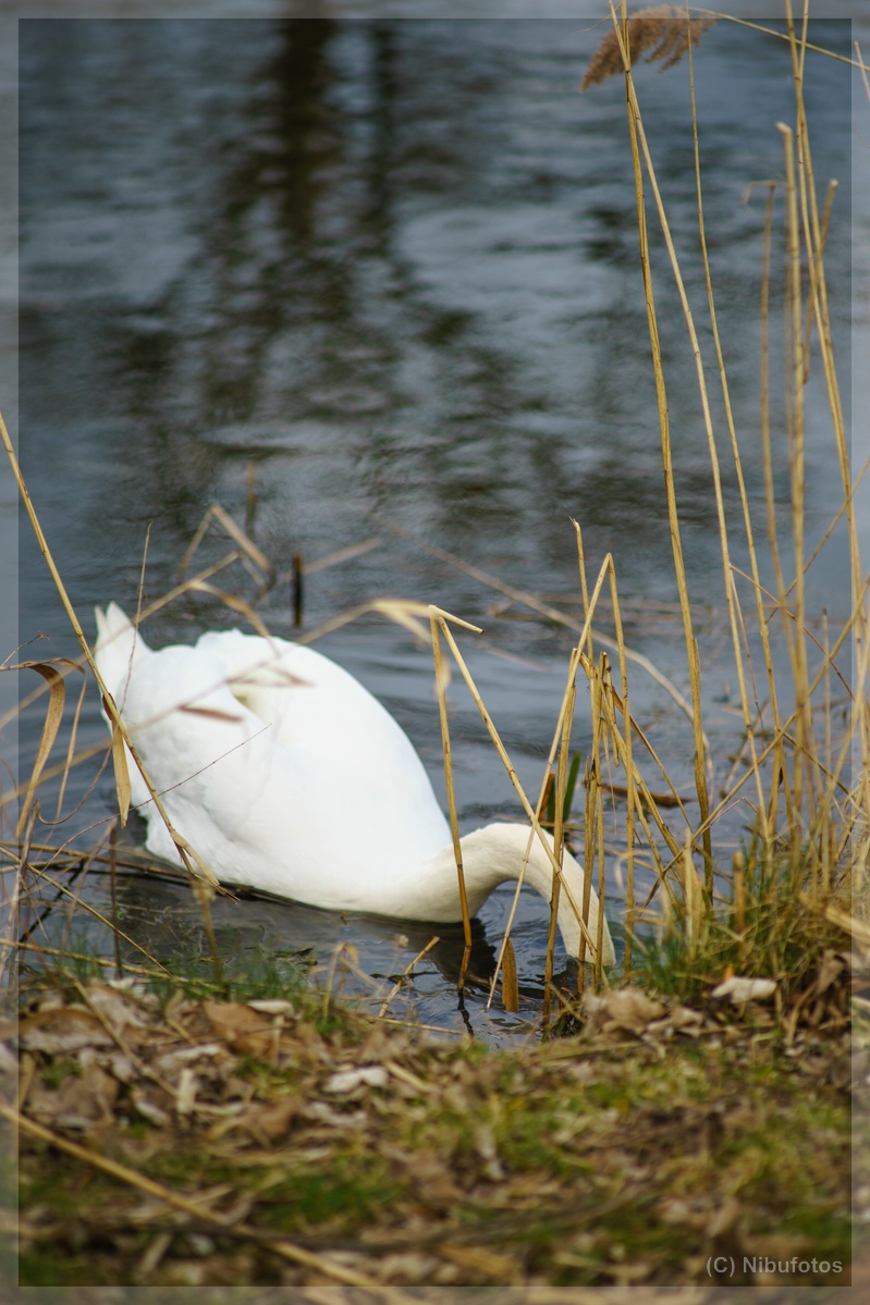 Name:  Niederwrzbacher Weiher 073.jpg
Hits: 6346
Gre:  282,9 KB