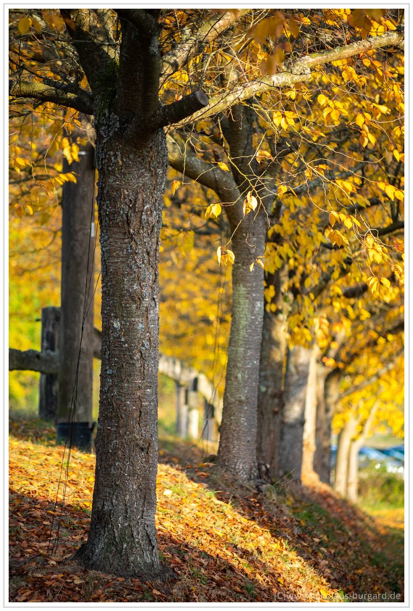 Name:  300kb_Herbstspaziergang Carl Zeiss 80-200mm f4 025.jpg
Hits: 1808
Gre:  294,9 KB