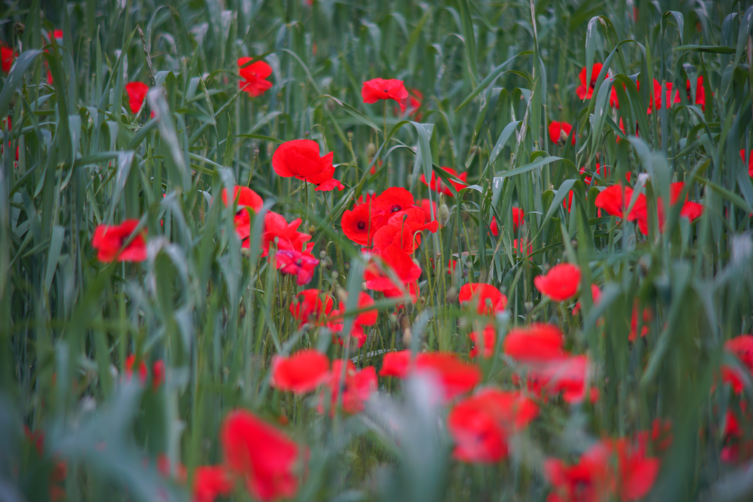 Name:  Carl Zeiss Jena Vario-Prakticar 80-200mm f4 - Mohn im Dinkelfeld 2.jpg
Hits: 271
Gre:  1,06 MB