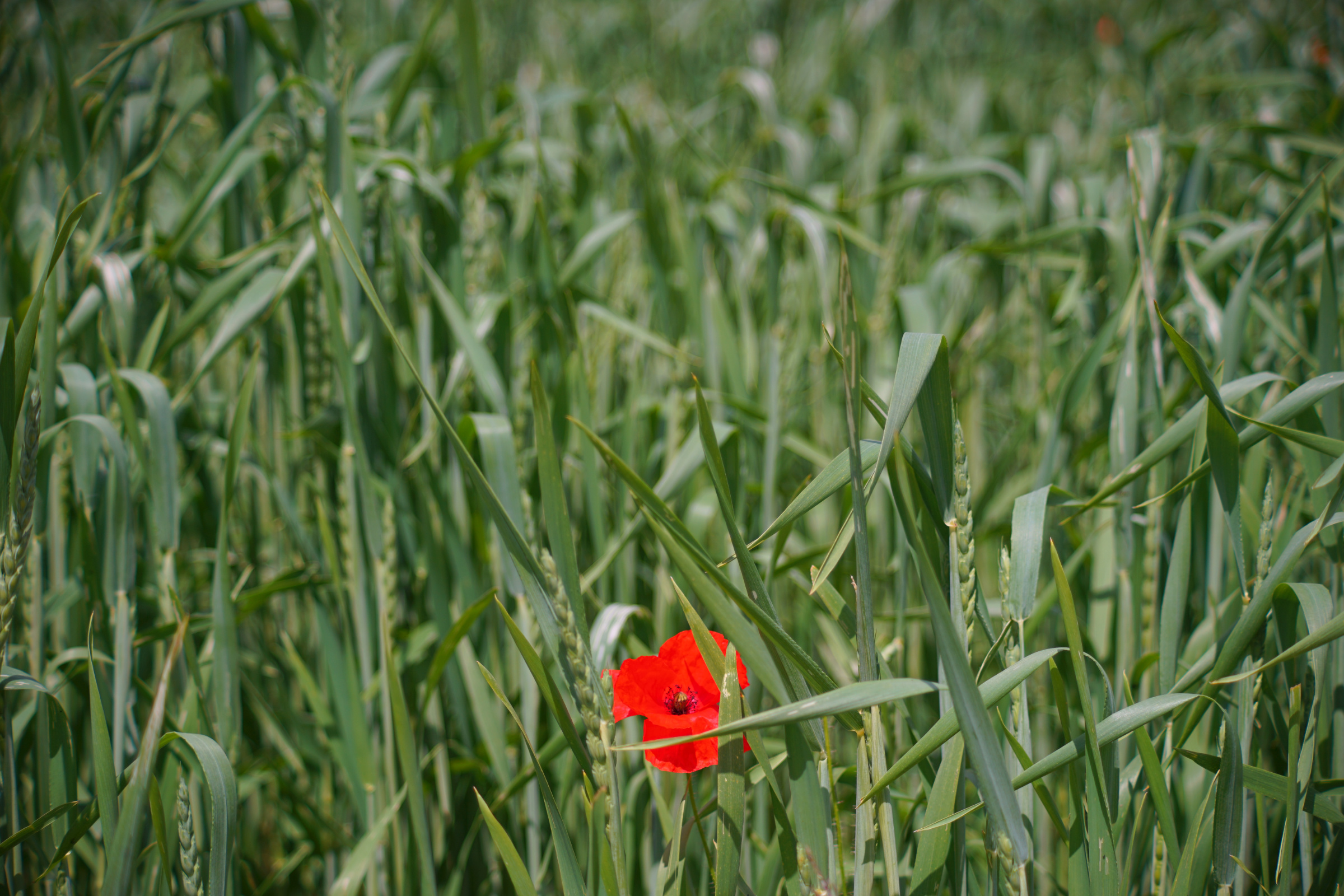 Name:  Carl Zeiss Jena Vario-Prakticar 80-200mm f4 - Mohn im Dinkelfeld 6.jpg
Hits: 268
Gre:  1,16 MB