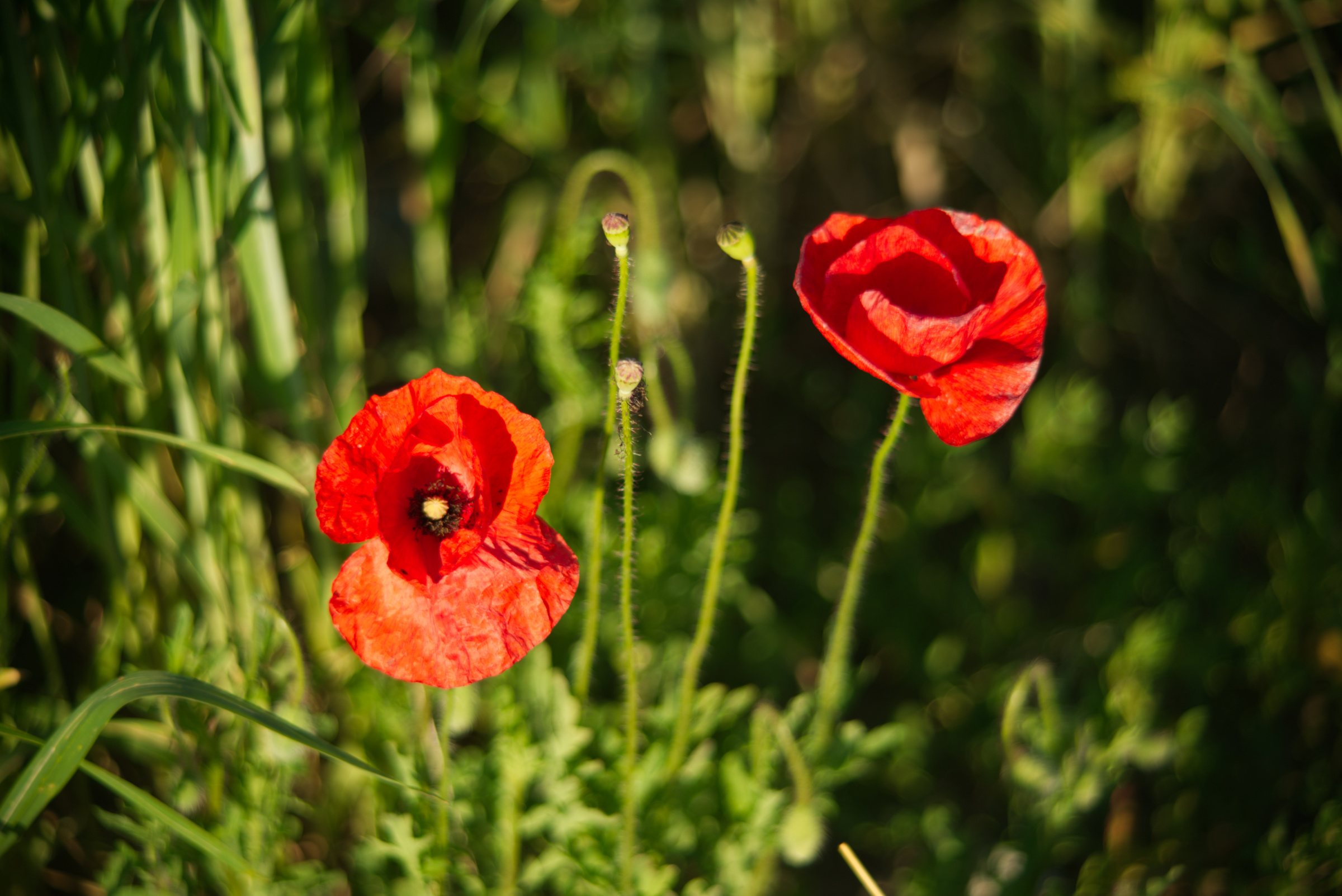 Name:  Carl Zeiss Jena Vario-Prakticar 80-200mm f4 - Mohn im Dinkelfeld 9.jpg
Hits: 250
Gre:  884,7 KB