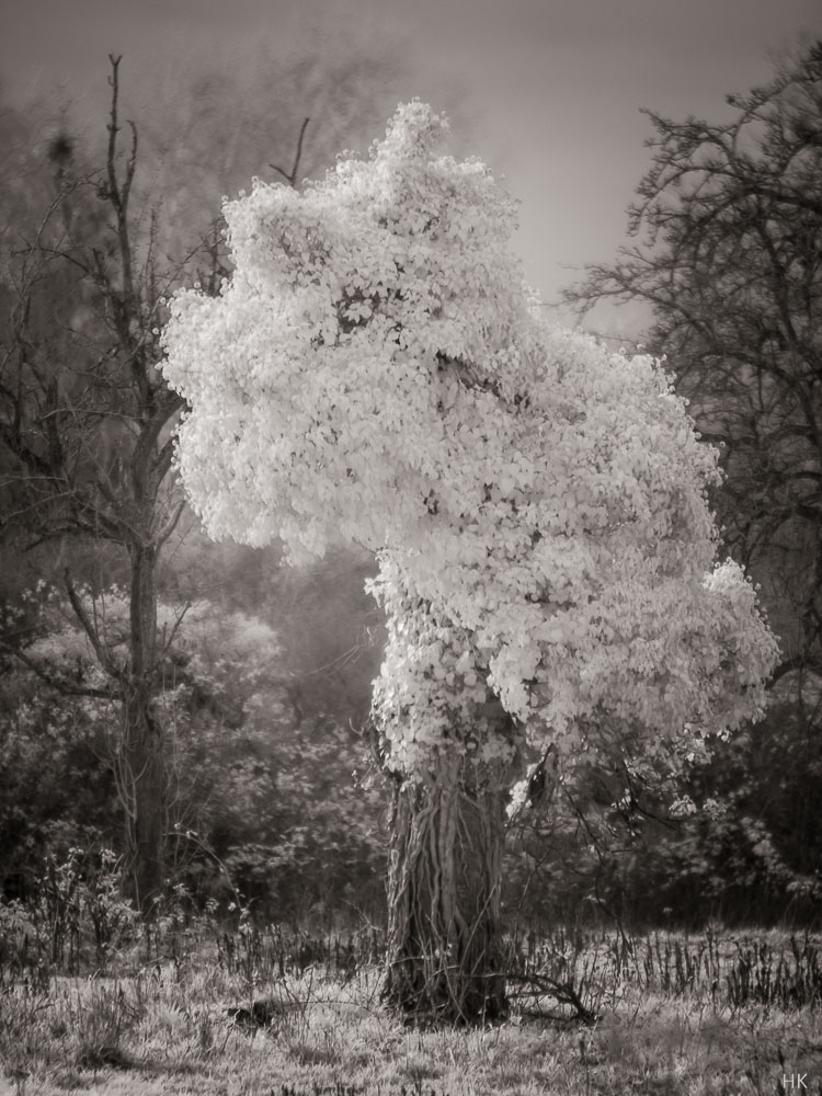 Name:  zenit_IR100-5.jpg
Hits: 1067
Gre:  173,0 KB