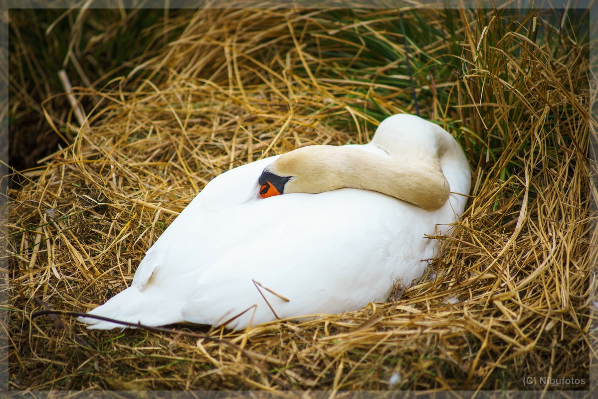 Name:  Niederwrzbacher Weiher 077.jpg
Hits: 6319
Gre:  287,4 KB