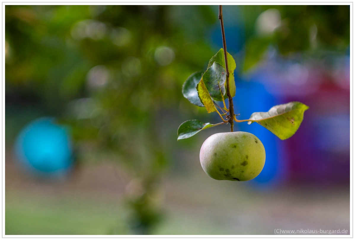 Name:  300kb_Speyer OM 28mm f2, Biometar 120mm f2.8 009.jpg
Hits: 2677
Gre:  273,2 KB